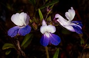 Collinsia grandiflora 20-9950